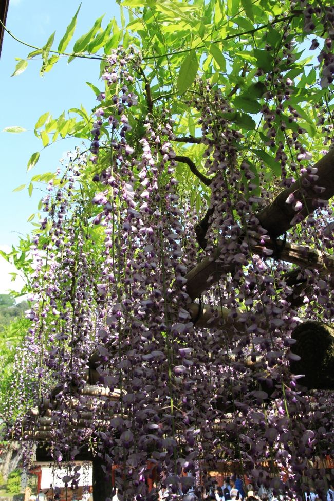 春日大社　〜砂ずりの藤〜<br /><br />春日大社の手前には万葉植物園があって、そこの藤もそれはそれは見事なのですが、今年は猛暑と冬が長かったせいもあって、全然ダメだということが、入口前の看板に書かれておりました。<br /><br />私も植物園を楽しみにしていたのですが、外から見た限りでも、全然咲いている様子が見られなかったので、残念ながら今回は諦めました。<br /><br />もしかしたら１週間後くらいには、綺麗に咲いているかもしれません。<br />