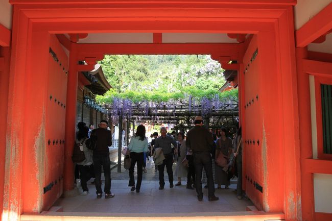 春日大社　〜砂ずりの藤〜<br /><br />◎ 慶賀門　重要文化財<br /><br />慶賀門は西回廊にある三つの門の中で南側にある門です。<br /><br />この門は古来正式な参入門であり、御蓋山を正面に望んで参入することで、御本殿が出来る前から御蓋山が神様のお山であったことを感じることが出来ます。西回廊の他の二つの門と異なり天井板（合天井）になっています。<br /><br />現在の春日祭では勅使が藤原氏であればこの門より入ってお祭りを奉仕します。<br />