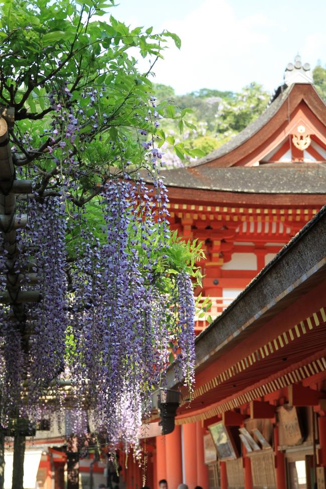 春日大社　〜砂ずりの藤〜<br /><br />◎ 年度別砂ずりの藤（最長）<br /><br />平成１４年　１ｍ６５ｃｍ<br />平成１５年　１ｍ７２ｃｍ<br />平成１６年　１ｍ４７ｃｍ<br />平成１７年　１ｍ５８ｃｍ<br />平成１８年　１ｍ７０ｃｍ<br />平成１９年　１ｍ２１ｃｍ<br />平成２０年　１ｍ３７ｃｍ<br />平成２１年　１ｍ２０ｃｍ<br />平成２２年　１ｍ６４ｃｍ<br />