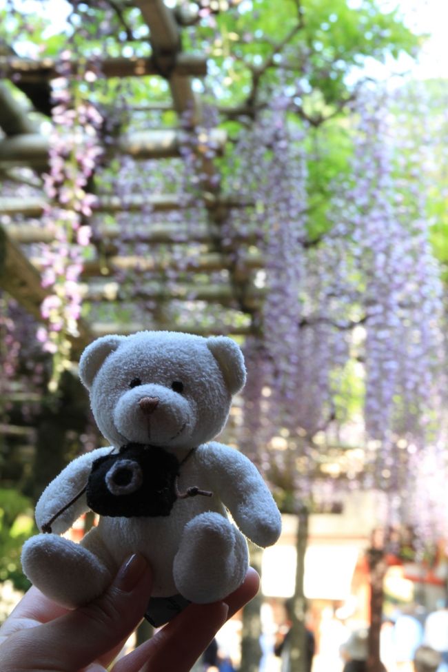 春日大社　〜砂ずりの藤〜<br />