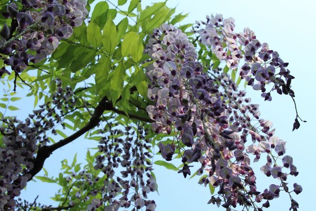 春日大社　〜砂ずりの藤〜<br /><br />天気のいい時は、真上に藤を見るように撮影すると、紫と緑が青空に映えて綺麗です。<br />