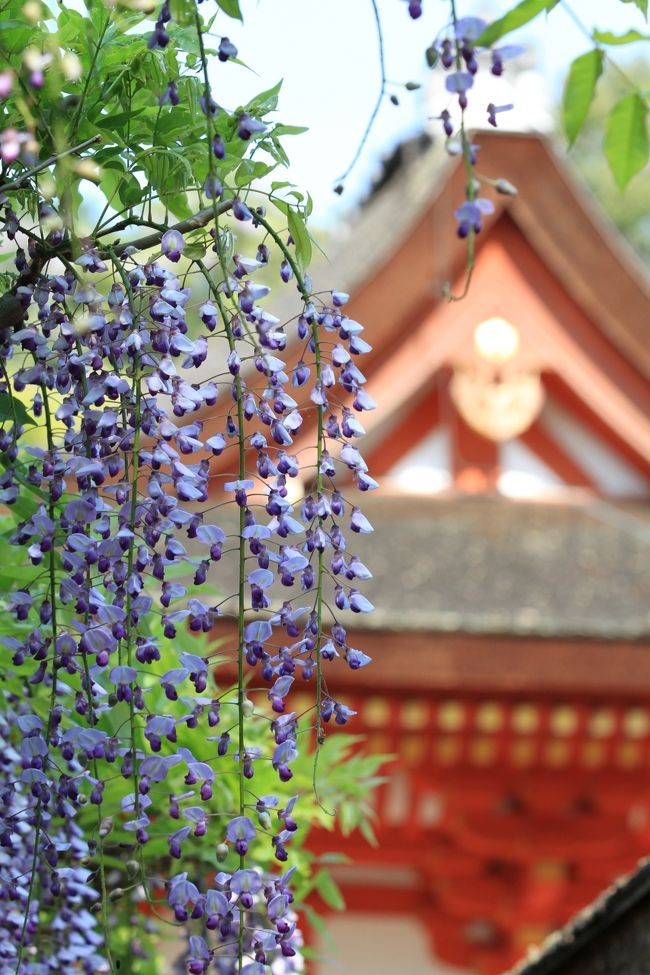 春日大社　〜砂ずりの藤〜<br />