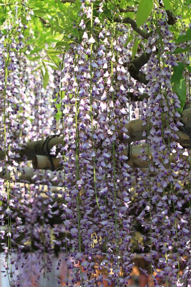 春日大社　〜砂ずりの藤〜<br />