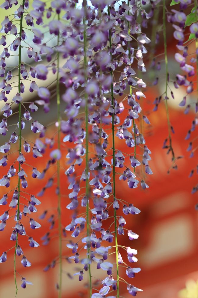 春日大社　〜砂ずりの藤〜<br /><br />神社の朱塗りの建物を背景にすると、藤の紫もまた別の輝きを帯びるようです。