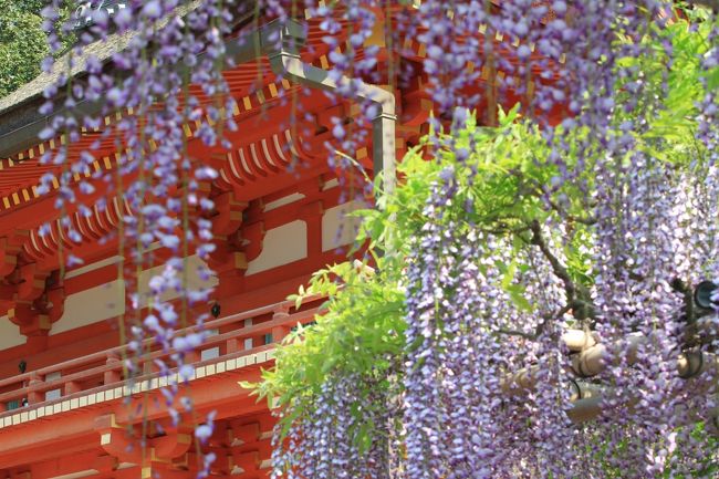 春日大社　〜砂ずりの藤〜<br />