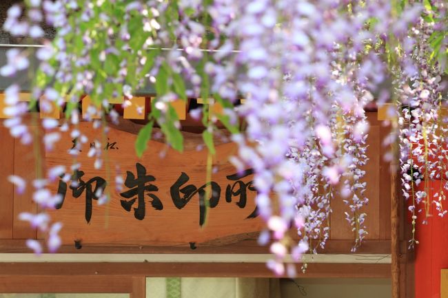 春日大社　〜砂ずりの藤〜<br />