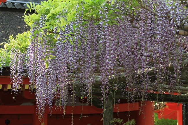 春日大社　〜砂ずりの藤〜<br />