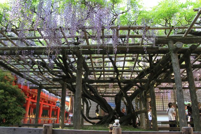 春日大社　〜砂ずりの藤〜<br /><br />樹齢８００年と言われる藤の木の幹。<br />すごい生命力の強さを感じさせてくれます。<br />