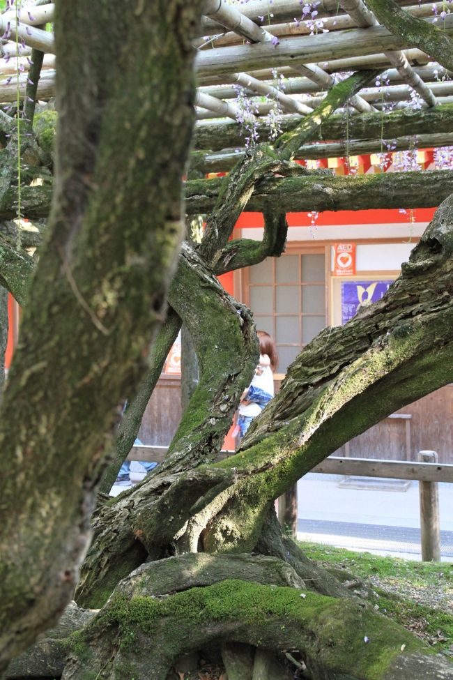 春日大社　〜砂ずりの藤〜<br /><br />ねじれて裂けて干からびてるように見えても、その芯には血がしっかりと通っているのでしょう。<br />