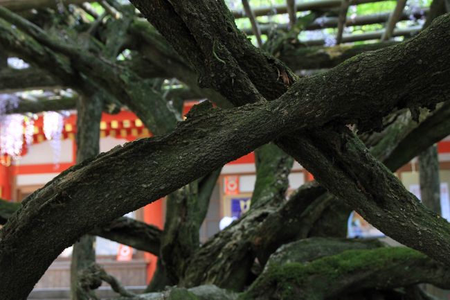 春日大社　〜砂ずりの藤〜<br /><br />