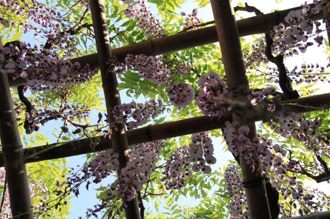 春日大社　〜砂ずりの藤〜<br />