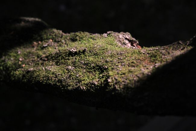 春日大社　〜砂ずりの藤〜<br /><br />木の幹<br /><br />スポットライトが当たったように光っていたので、大きく撮ってみました。<br />