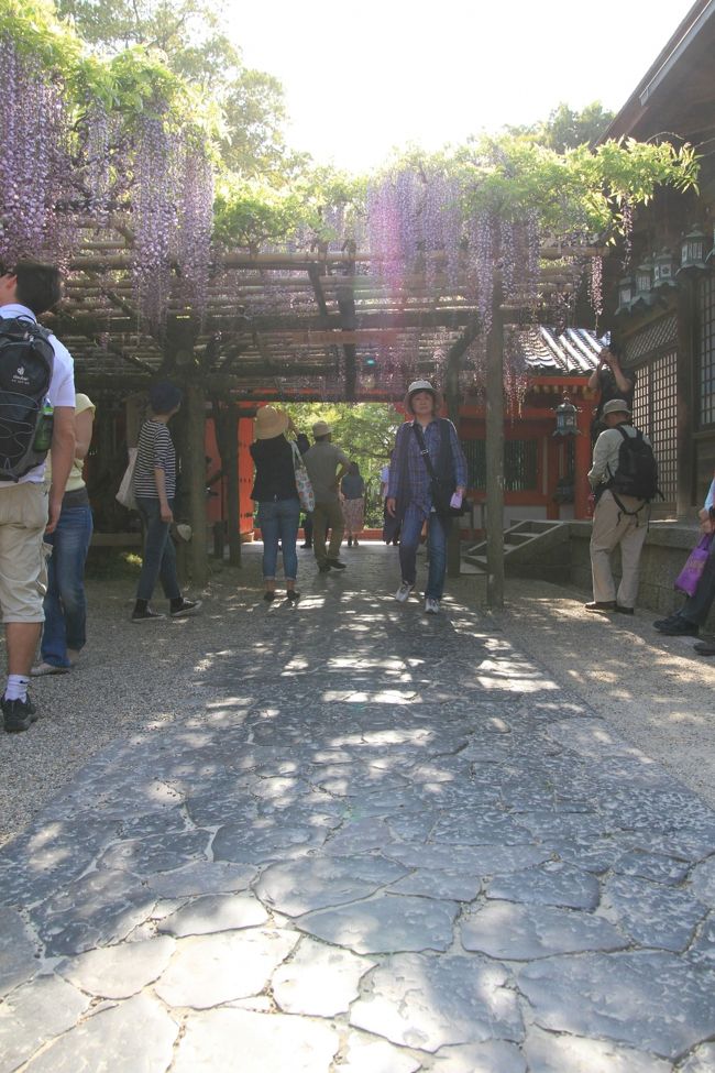 春日大社　〜砂ずりの藤〜<br /><br />最高の時に来ると、ここは藤のトンネルになるのですが、この時はまだまだって感じでした。<br />