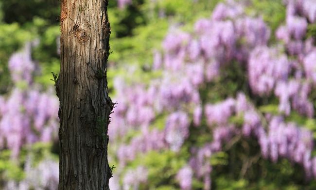 春日大社　<br />