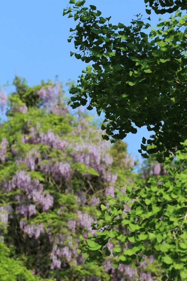 春日大社　<br />