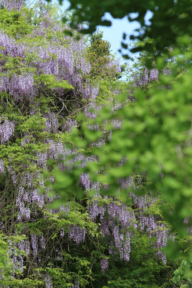 春日大社　<br />