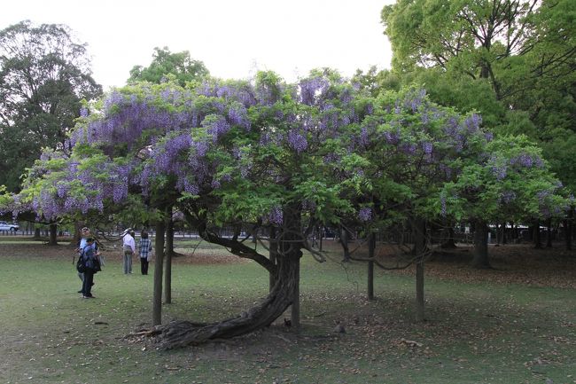 春日大社　〜公園に咲いていた藤〜<br /><br />咲いていたというより、元の木に絡みついて、完全に藤が乗っ取ってしまった感じ。<br />