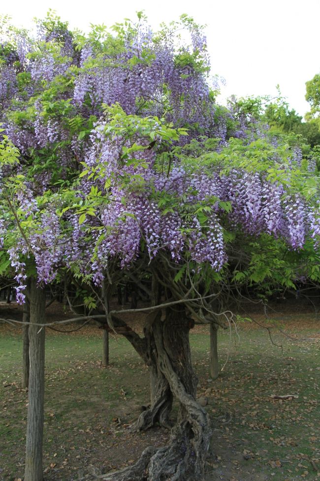 春日大社　〜公園に咲いていた藤〜<br /><br />藤って咲いているのを見ると綺麗なのだけど、とっても怖い木なんですよねー。<br />