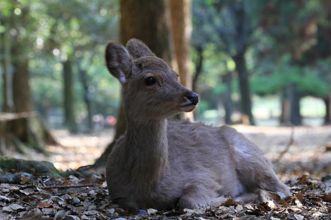 春日大社　〜参道にて〜<br /><br /><br />◎ おしまい<br />