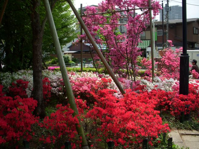東京都内つつじの名所 三連発 平成つつじ公園 西沢つつじ園 練馬 東京 の旅行記 ブログ By Pierさん フォートラベル 東京都内つつじの名所 三連発 平成つつじ公園 西沢つつじ園 練馬 東京 の旅行記 ブログ By Pierさん フォートラベル