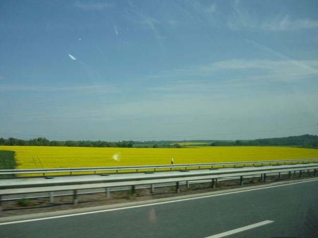 エンストしながら、やっと高速へ。<br />空港から５分くらいの場所です。<br />菜の花が満開でした！！