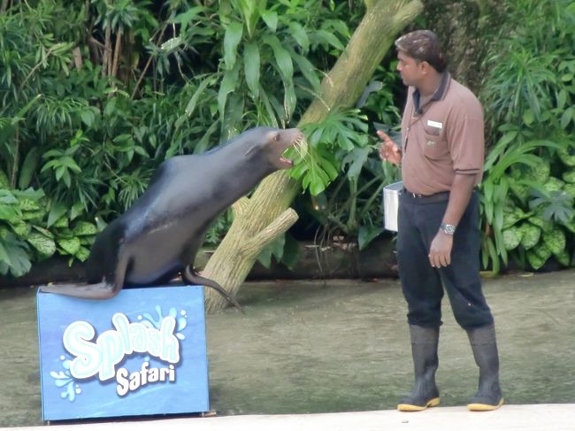 アシカくん、見事な技を魅せてくれます。