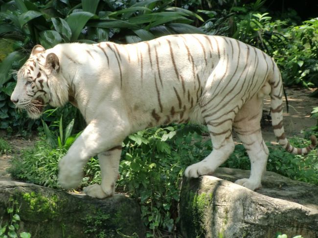 ホワイトタイガーさんは、見物にきた人間たちを退屈させないように、暑い中でも時々歩いてくださいます。