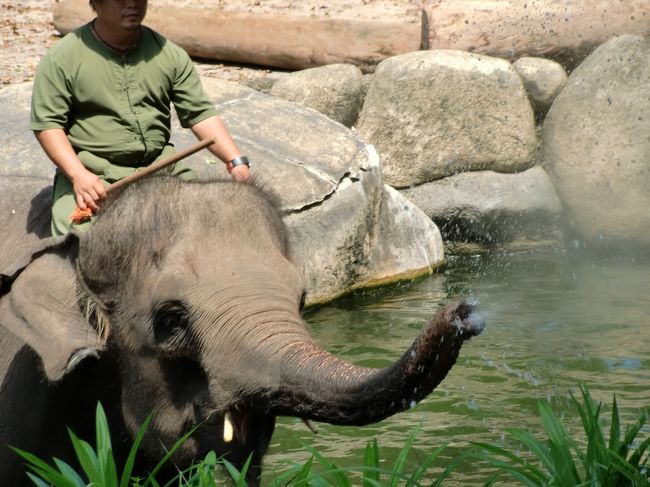 エレファント・アット・ワーク・アンド・プレイ（ゾウのショー）が始まりました。<br /><br />観客に向かって、池の水掛けで先制攻撃。<br />前方席の人たちはビチョビチョ。<br /><br />「池の水はキレイだから大丈夫ですよ〜」って進行役の人は言ってたけれど・・・、<br /><br />ホンマかいな？