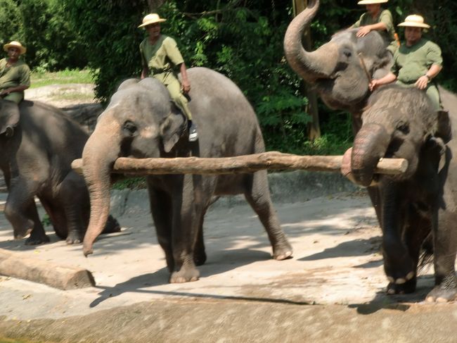 人間と上手く掛け合いながら、木材の運搬などを披露してくれます。