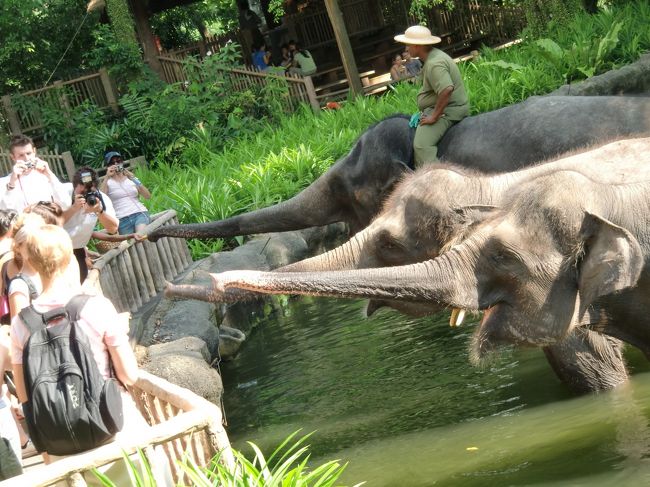ショーの後は食事タイム。<br /><br />希望者は直接、果物を渡すことができます。