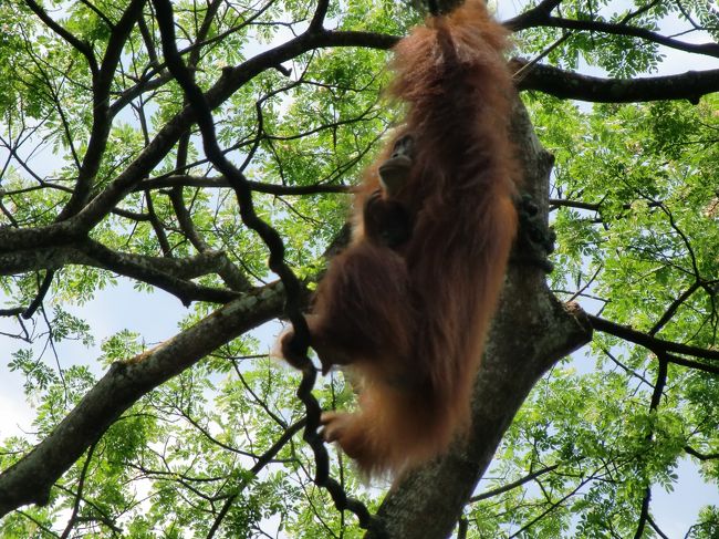 オランウータンさんたちは、蔦にぶら下がり、空中をあっちこっち動き回っています。
