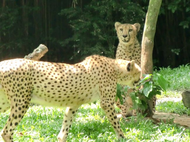 チーターさんは三歩進んで二歩下がってました。<br /><br />うそです。