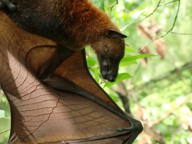 オオコウモリさん。<br /><br />でかっ！、怖っ！！