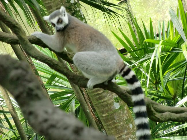 ワオキツネザルくんが、すぐ近くまで接近してくれました。