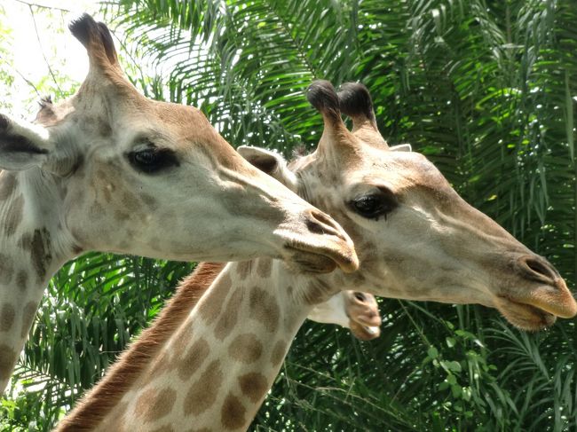 キリンさんは、首を長くして餌を待っていました。