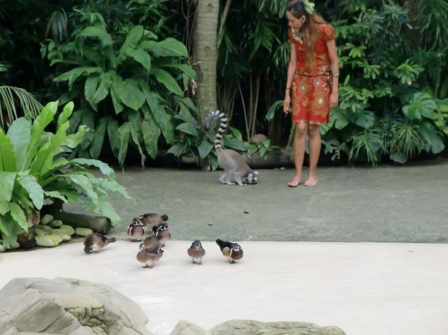 10種類以上の動物たちが登場する「レインフォレスト・ファイト・バック・ショー」です。<br />森林開発を狙う外国人を、村人と動物が協力してやっつけるというストーリー。<br />見事な芝居を見せる動物たちの賢さに感心してしまいます。<br /><br />と、まだまだたくさんの動物たちがいるシンガポール動物園。<br />ショーの時間、餌やりの時間を上手く組み合わせて見て周るのがポイントですね。<br />子供も大人も、たっぷり楽しめます。