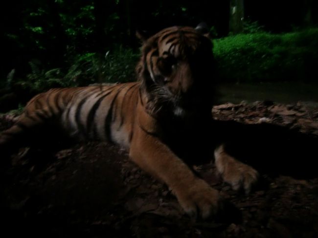 ショーの後は、トレイルに出発。<br />暗い道ですが、案内板に従って進めば迷うことはありません。<br /><br />フィッシング・キャット・トレイル　〜　レオパード・トレイル　〜　フォレスト・ジャイアンツ・トレイル<br />と、観察しながら歩くと約1時間かかります。<br /><br />動物園とナイトサファリ。朝早くから夜遅くまで丸1日飽きません。<br />満足度はかなり高いですよ。ねっ、マレートラさん。<br /><br />帰りもタクシーを利用しました。乗り場にはたくさんのタクシーがいますので全く心配はないと思います。