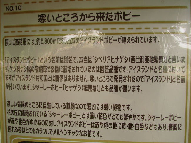 Gwは盛況な昭和記念公園 2 風に揺れるアイスランドポピーと最後まで楽しませてくれた名残りのチューリップ 立川 東京 の旅行記 ブログ By まみさん フォートラベル