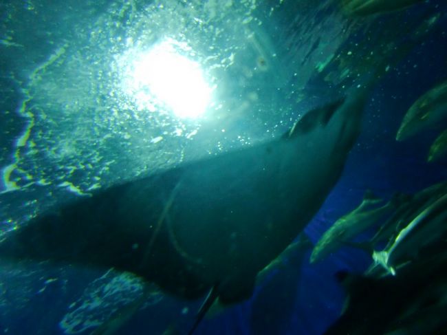 島内は無料バスで移動するのが良いでしょう。<br /><br />水族館「アンダー・ウォーター・ワールド」へ。<br /><br />正直、ちょっとショボい印象かも。