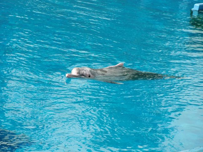 ショーが行われるプールでは、本日出番のないピンクドルフィンくんがの〜んびりと寛いでいました。<br />