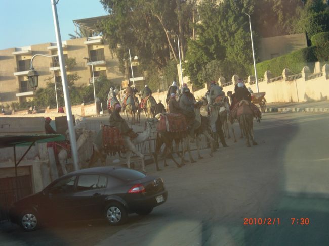 朝のラクダの出勤アワ〜。<br />ラクダ渋滞しています。<br />ピラミッドにラクダって、いかにもエジプトって感じがするな〜。