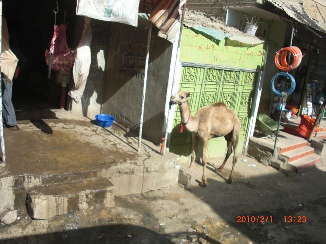 移動中たまに見かける、子ラクダ。<br /><br />後でガイドさんに聞いて、衝撃。<br />食べるらしい。 <br />どうりで、肉屋だわココ。 <br />牛肉より高い、高級肉なんだって… <br /><br /><br />