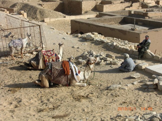 ここにも、観光客用のラクダが。<br /><br />ラクダに乗るのは、エジプトならではだけど　あまり安全ではないので、慎重に。<br /><br />添乗員さんいわく、相当乗りたい人以外は　乗らない方がいいですよって。<br /><br />乗る時には、それほど高いお金ではないけど、降りるのにものすごいお金を取られる時があるんだって。<br />お金を払うまで、降ろさない…っていう。<br /><br />乗るのも、交渉して金額を決めるし。<br /><br />乗って、ピラミッドを背景に写真撮りたいと思うけどね〜