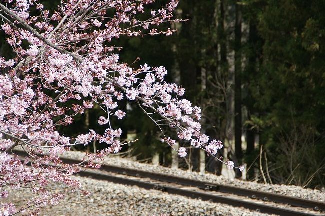 大糸線、南神城駅ちかくの線路に出てきました。<br /><br />桜さいてていい感じ。<br /><br />電車通ったらうれしいねんけどなぁ、と思っていると。<br /><br />「カンカンカン」<br /><br />！！！踏切の音じゃあーりませんか。<br />