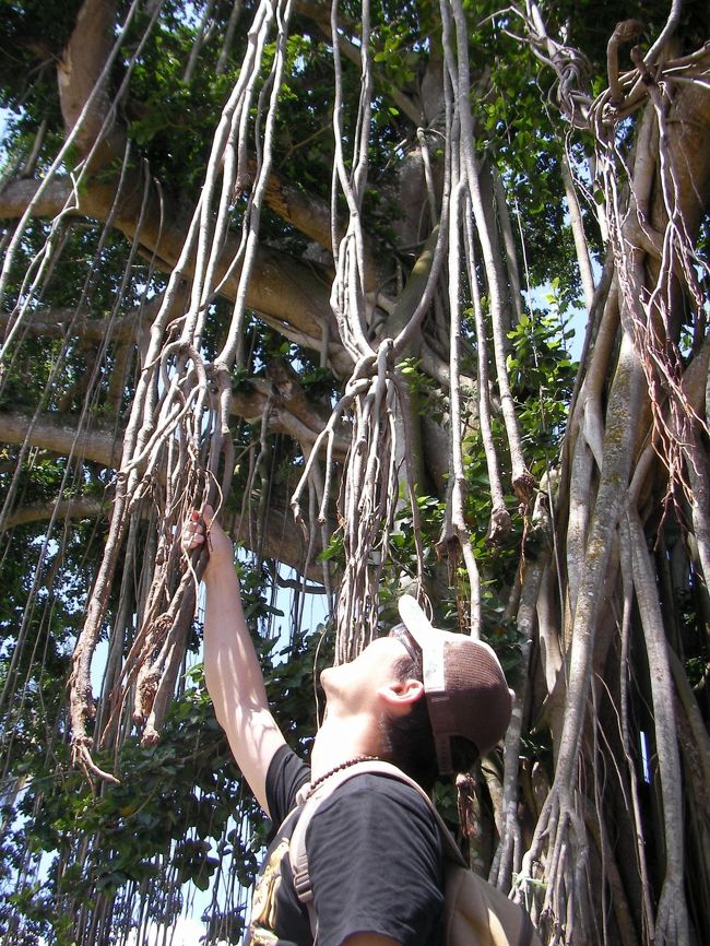 でかい木<br /><br />上から根が下へ伸びている