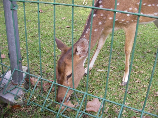 あ、シカだ