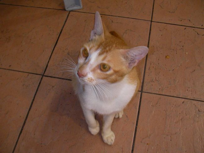 シンガポールは野良ネコが多かった。<br /><br />