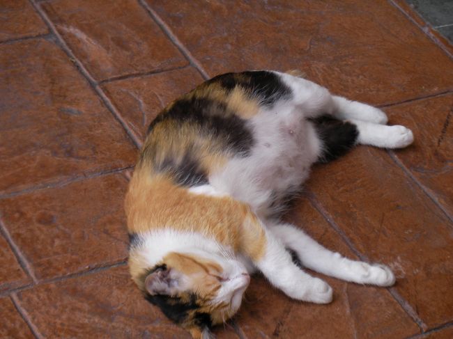 ほらほらほら<br /><br />でも、みんな暑さでだらだらしてました。