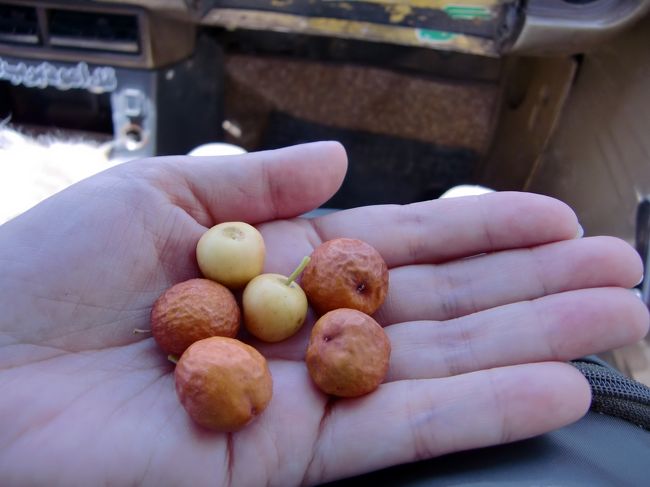 ハイダムから次の観光場所『イシス神殿』へ向かう道中、<br />タクシーのドライバーさんが道端の木を指差して<br />なにやら一生懸命説明をしてくれます。<br /><br />そのうちタクシーを道端にとめ、実を取ってくれました。<br /><br />『ラバック』（・・・と聞こえた）の実はとても栄養価がたかく<br />ヌビア人はみんなこれを食べてるから風邪を引かないって。<br /><br />恐る恐る食べて見たこの実。<br />茶色いのは落ちてた実、黄色いのはまだ木になってた実。<br /><br />どちらも意外にイケル。