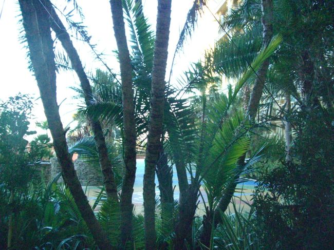 木や植物・・<br />